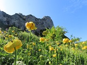 20 Trollius europaeus (Botton d'oro), con vista sul Torrione del Corno Branchino 